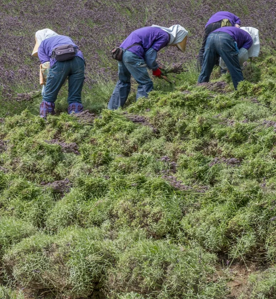 Workers harvesting blooming lavender flowers