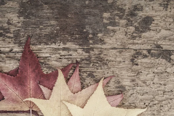 Autumn template with colorful leaves on wood