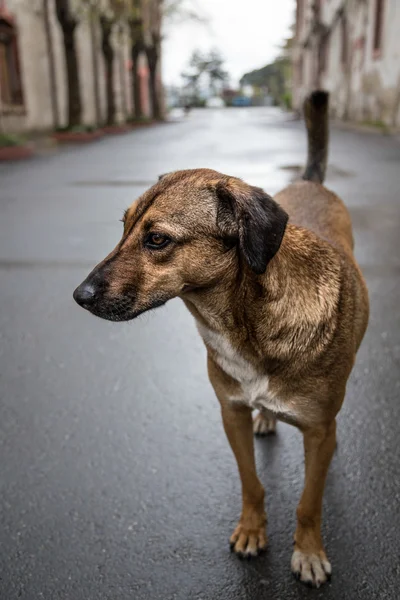 A street dog