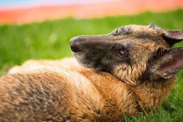 German Shepherd Dog laying down in grass looking back at camera