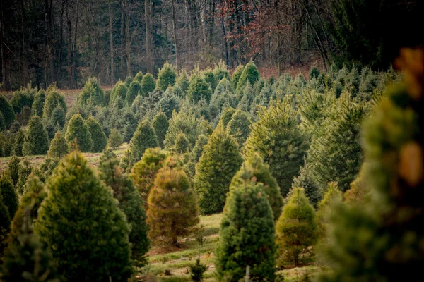 Christmas Tree Farm