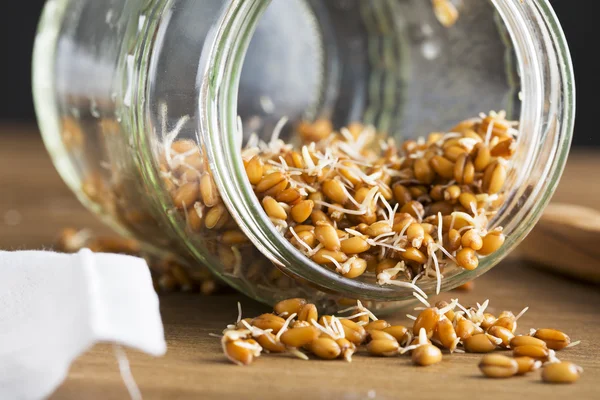 Sprouted Wheat in Jar