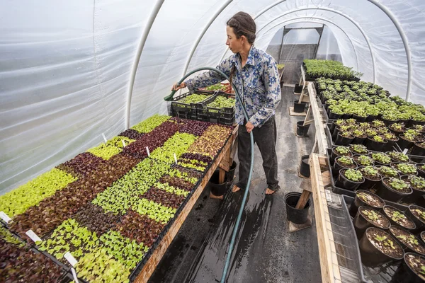 Female farmer tending plants in a greenhouse.