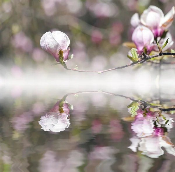 Bloomy magnolia tree with big pink flowers reflected in water