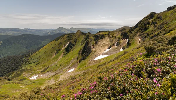 Magic pink rhododendron flowers in the mountains. Carpathian, Marmarosy ridge located on the axis of the border between Romania and Ukraine , Europe.