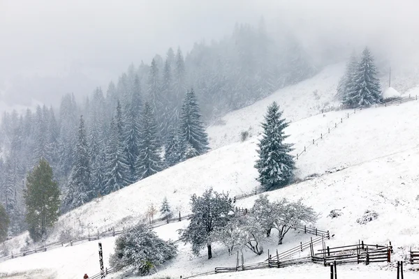 Foggy forest in winter