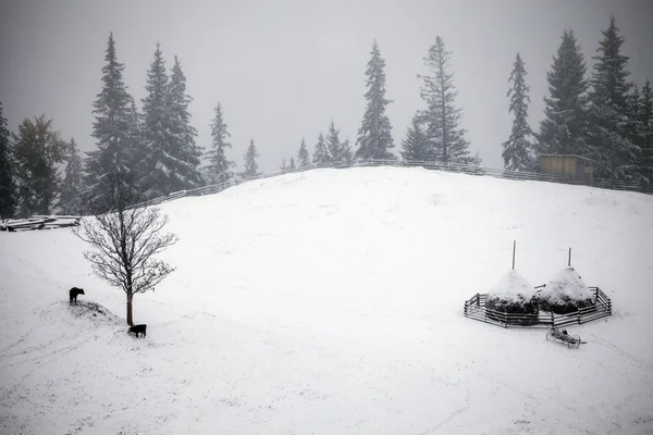 Foggy forest in winter