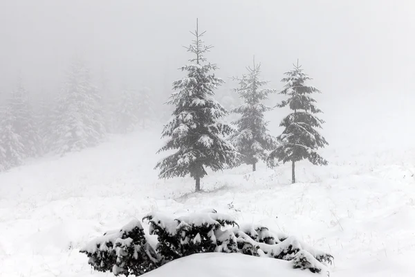 Foggy forest in winter