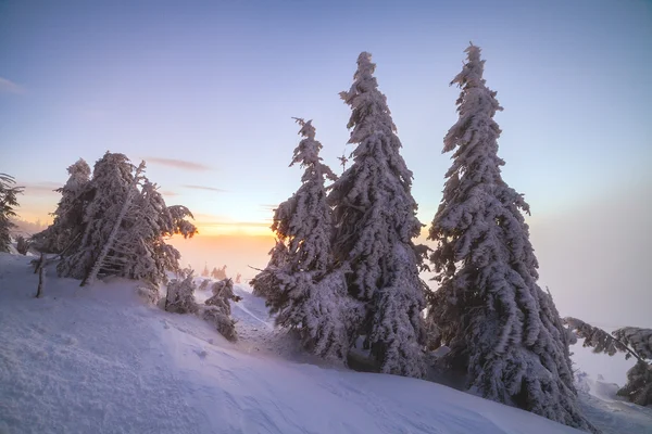 Winter landscape. Sunrise in the mountains. Beautiful World. Christmas scene. Carpathians, Ukraine, Europe