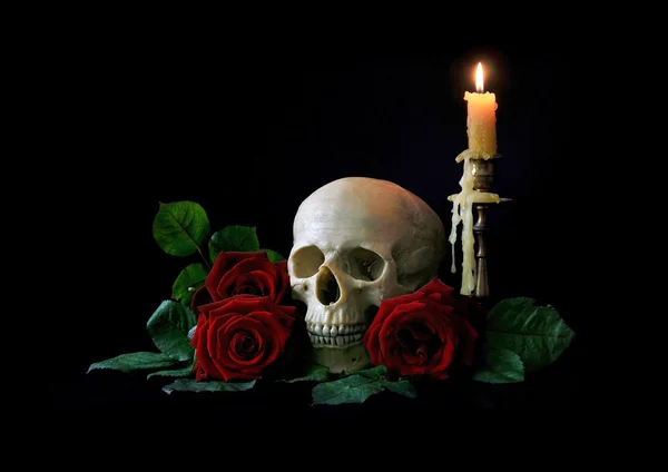 Vanitas. Human skull with red roses isolated