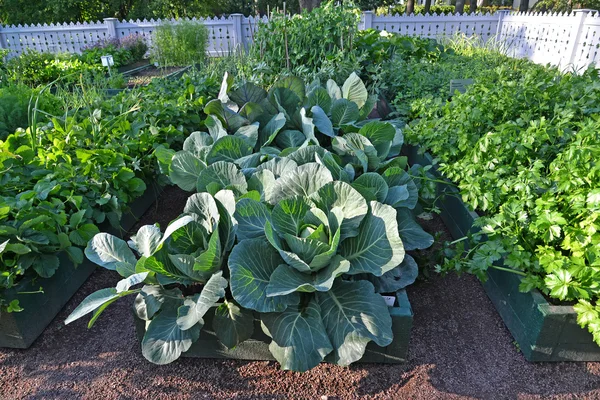 PETERHOF, RUSSIA - JULY 24, 2015: A bed with cabbage in a kitchen garden for imperial children. Alexandria park