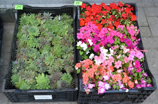 Two boxes with flower seedling are on sale in the market