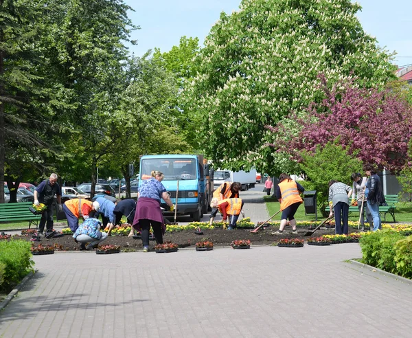 KALININGRAD, RUSSIA - MAY 16, 2015: People land flower seedling