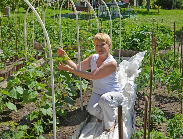 The woman of average years ties up cucumber plants in a kitchen garden