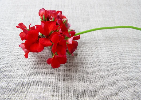 Red flower on a background of natural linen