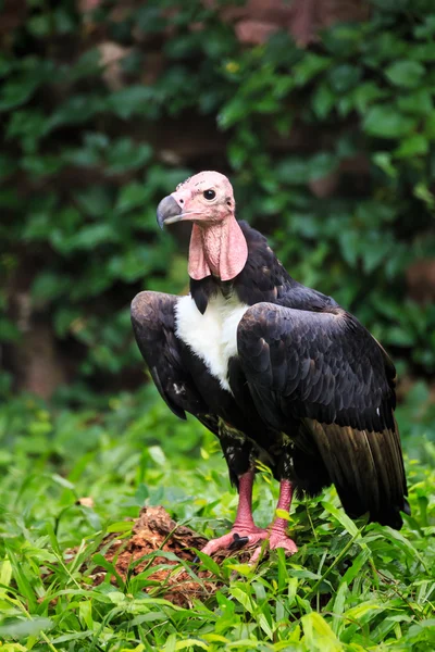 Black vulture red head standing