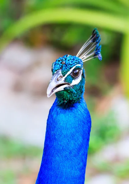 Blue feathered peacock head