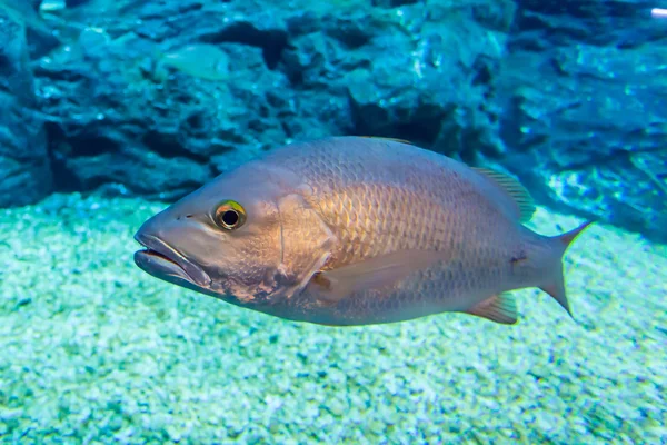 Sea bass under water