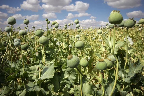 Opium poppies