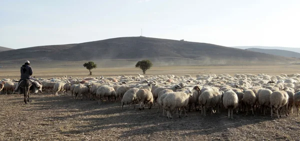 Sheep and shepherds