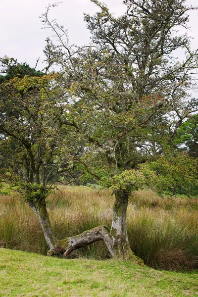 An old mystical fairy tree in the Irish plains