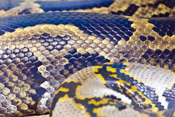 Photo of snake skin close up in zoo