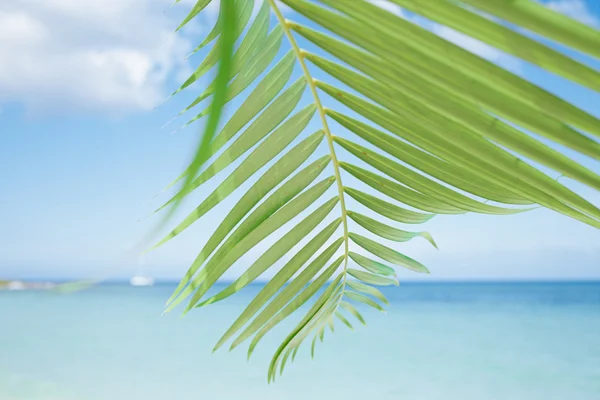 Palm leaf, blue sea
