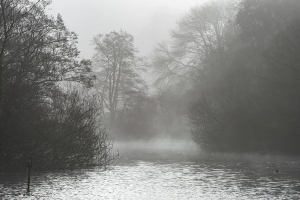 Moody dramatic foggy forest landscape Spring Autumn Fall