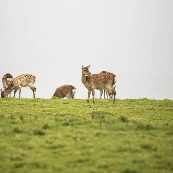 Female sika deer grazing on open grassland on overcast day