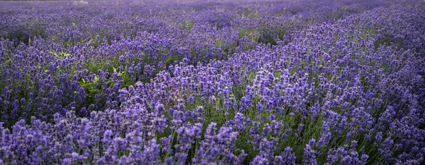 Stunning landscape of lavender field withselective focus for emp