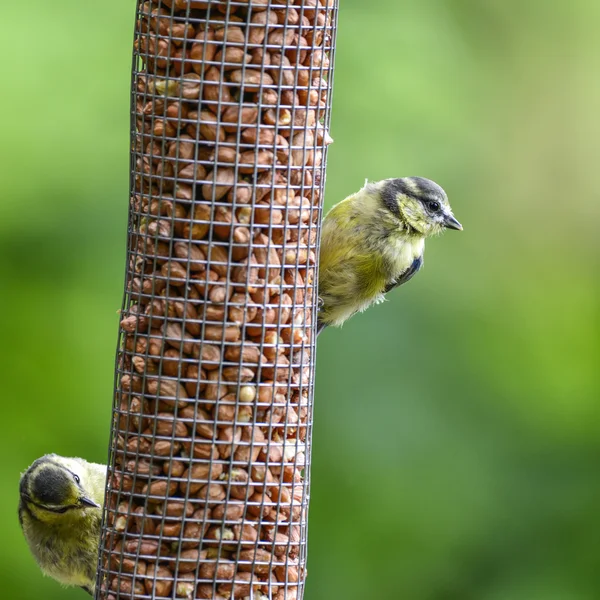 Common garden Blue Titas Cuanistes Caeruleus on bird feeder