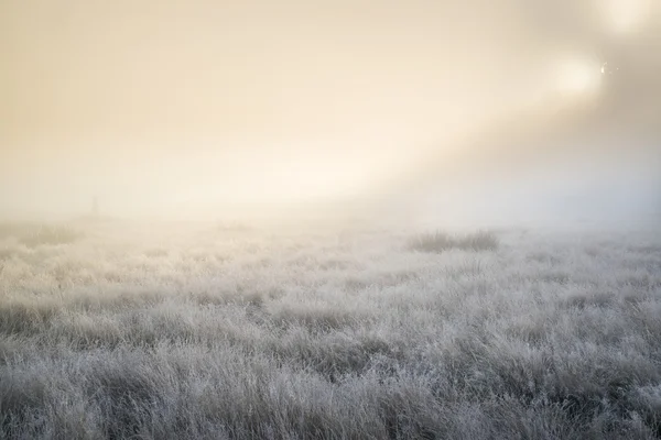 Stunning sun beams light up fog through thick fog of Autumn Fall