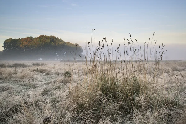 Beautiful Autumn Fall foggy dawn landscape over frost covered fi