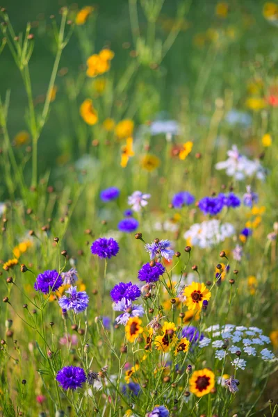 Beautiful Summer meadow of wild flowers
