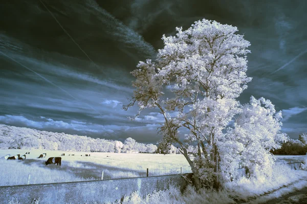 Stunning beautioful unique infra red landscape with false color