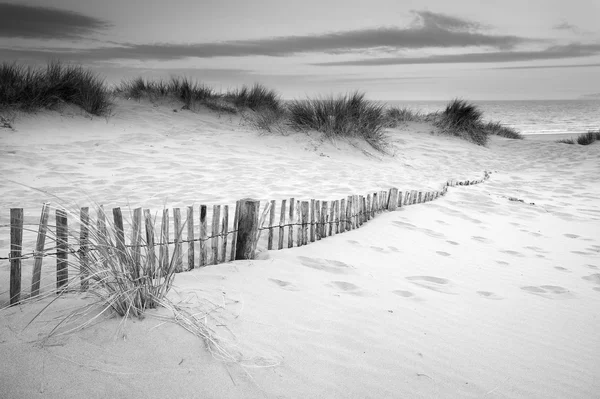 Grassy sand dunes landscape at sunrise in black and white