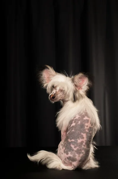 Chinese crested dog portrait in studio