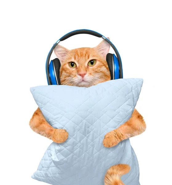 cuddle pillow sleepy cat