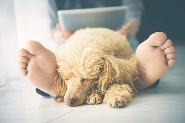 Young women is resting with a dog on the floor at home and using tablet .