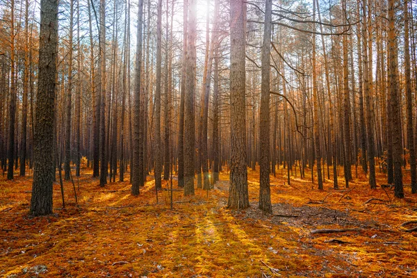 Sunrise in Magic Autumn Coniferous Forest