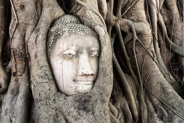 Buddha head in root tree at Wat Mahathat. Ayutthaya