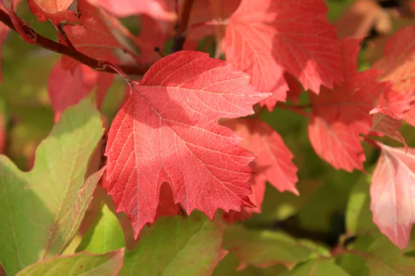 Autumn colors. Red and green leaves of viburnum