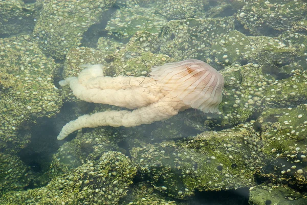 Jellyfish in a deep blue ocean