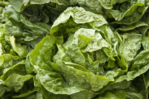 Leaf Vegetable - Lettuce