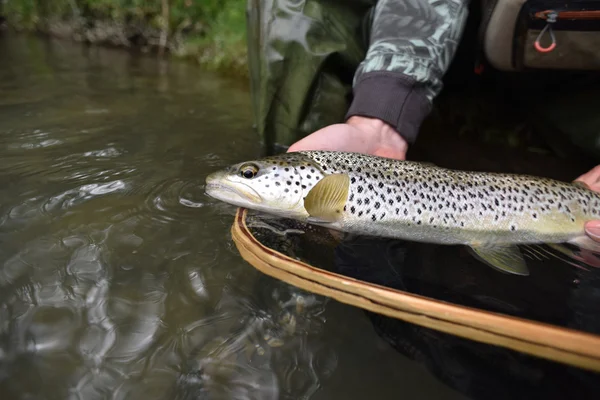 Fly-fisherman holding fario trout