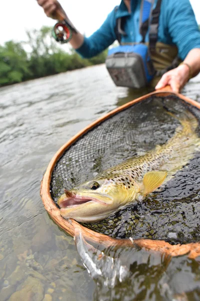 Brown trout being caught
