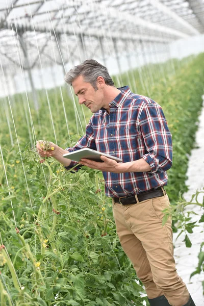 Farmer  checking tomato plants