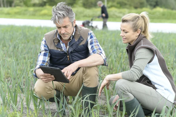 Farmers inspecting crop quality