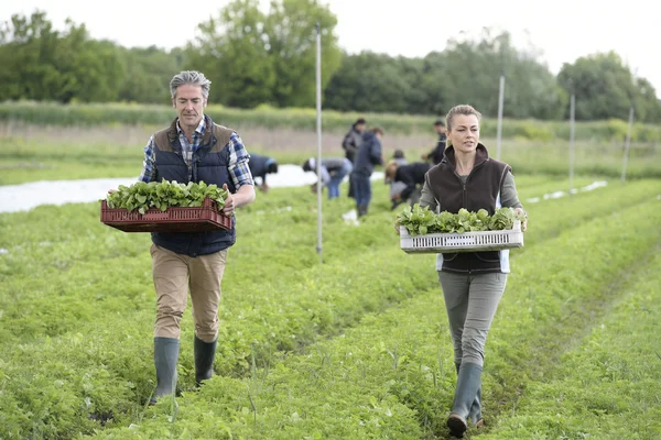 Farmers walking in field