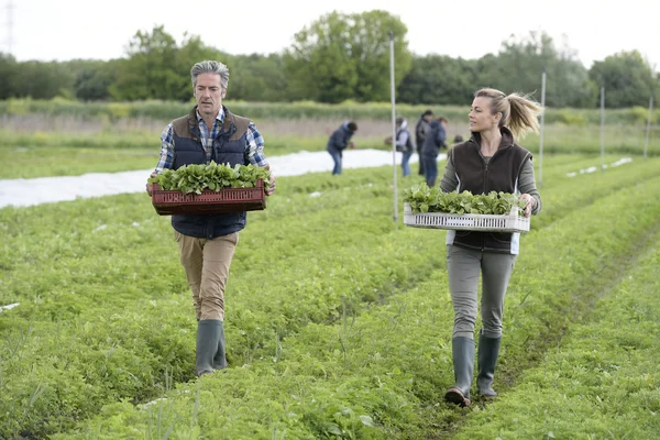 Farmers walking in field